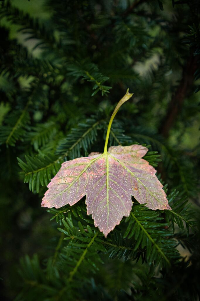 A vibrant autumn leaf rests on an evergreen branch, showcasing nature's contrast.
